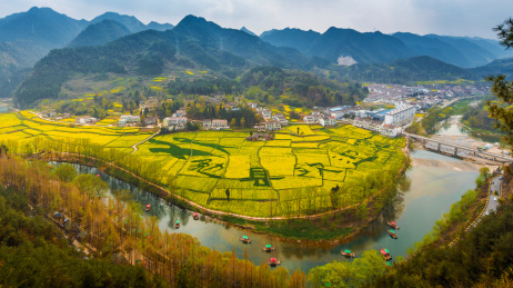 陕西汉中油菜花