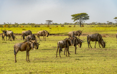非洲肯尼亚马赛马拉保护区角马
