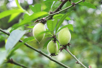 树枝上幼果期的青色桃子