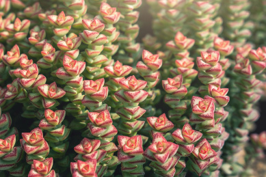 多肉植物星乙女,舞乙女,十字星静物特写