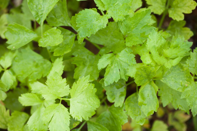 芹菜叶子特写 农业