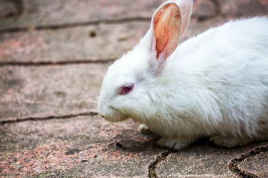 动物园里的小白兔 野兔