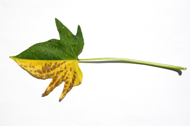 一片半黄半绿的红薯叶