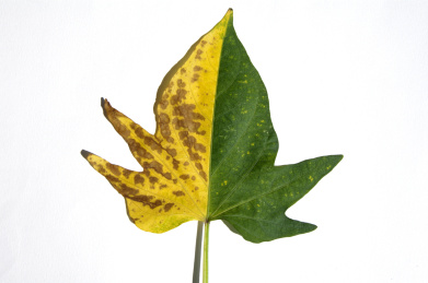 一片半黄半绿的红薯叶