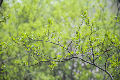 垂珠花的枝叶 垂珠花