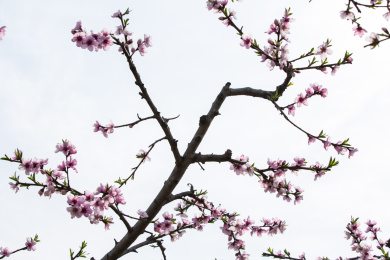 盛开的桃树花 树 枝条