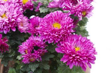 紫色的矮型四季菊