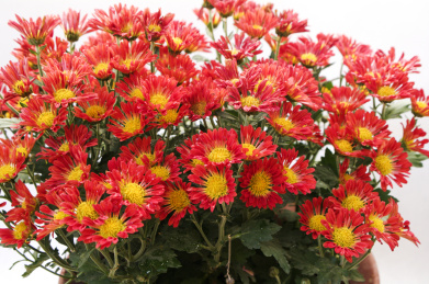 红色的千头菊 千头菊