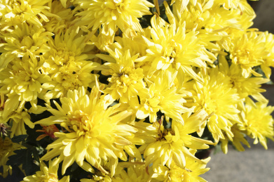 黄色的矮型四季菊 黄色