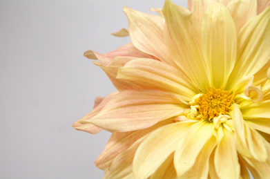 植物园里的大丽花