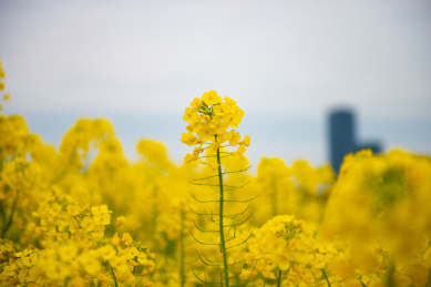 春天里绽开的油菜花 