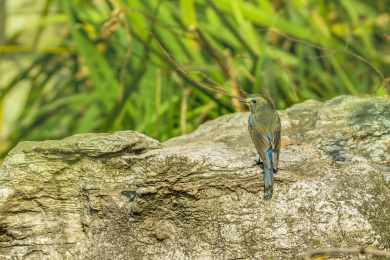 鸟类特写-红胁蓝尾鸲