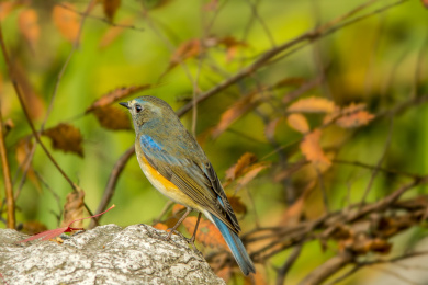 鸟类特写-红胁蓝尾鸲