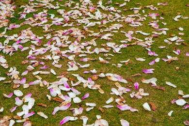 落满地的玉兰花瓣 花