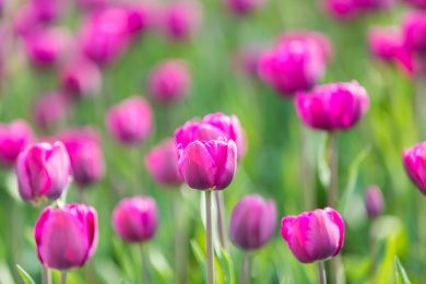 盛开的郁金香花