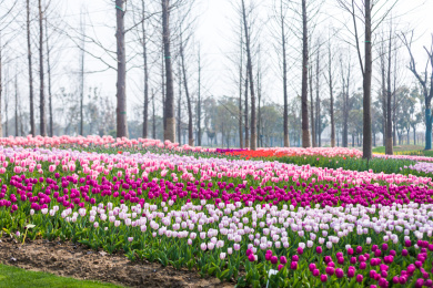 盛开的郁金香花