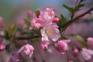 粉色桃花盛开