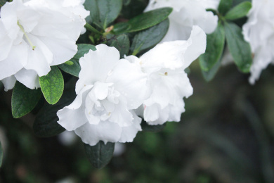 一片白雪杜鹃花