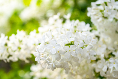 白色的丁香花 丁香花