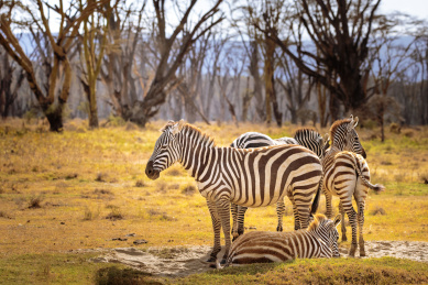 非洲草原上的斑马群 舒适自然的生活