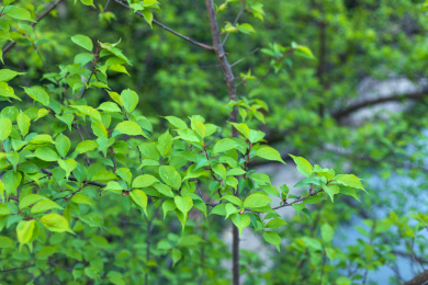 绿色的梅花树枝叶 植被