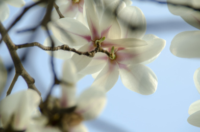 蓝天下繁茂的玉兰花