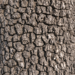 柿子树皮纹理 树皮