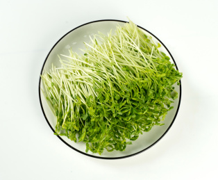 白背景蔬菜芽菜 中国