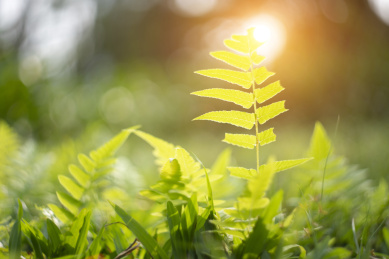 阳光照耀的嫩草 植被