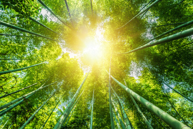 春天公园里绿色的竹林