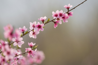 春天桃花开放
