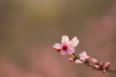 春天桃花开放