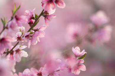 春天桃花开放