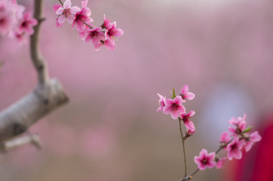 春天桃花开放