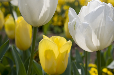 黄白相间的郁金香 郁金香