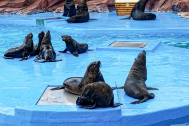 上海海昌海洋公园海兽馆