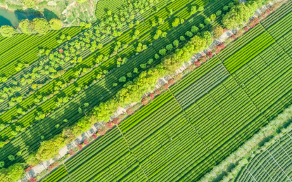 茶园航拍，南昌凤凰沟茶园