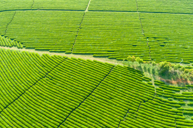 茶园航拍，南昌凤凰沟茶园
