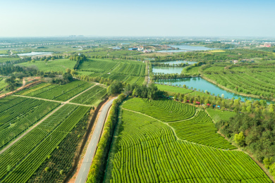 茶园航拍，南昌凤凰沟茶园