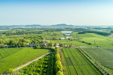 茶园航拍，南昌凤凰沟茶园