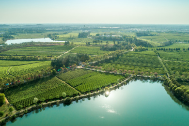 茶园航拍，南昌凤凰沟茶园