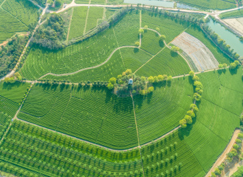 茶园航拍，南昌凤凰沟茶园
