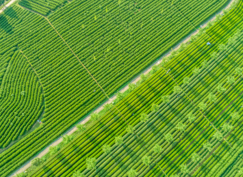 茶园航拍，南昌凤凰沟茶园