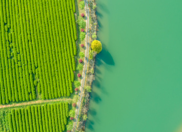 茶园航拍，南昌凤凰沟茶园