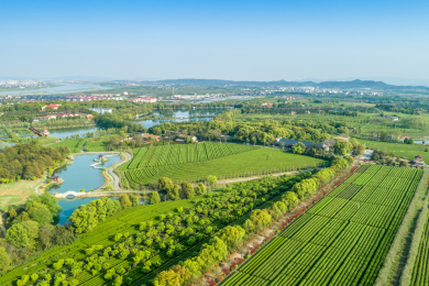 茶园航拍，南昌凤凰沟茶园