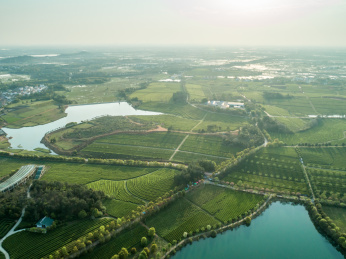 茶园航拍，南昌凤凰沟茶园