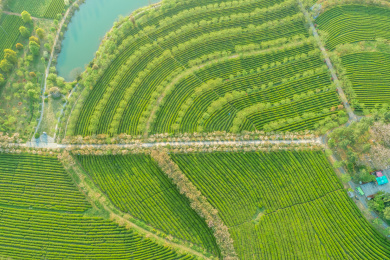 茶园航拍，南昌凤凰沟茶园