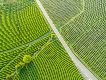 茶园航拍，南昌凤凰沟茶园