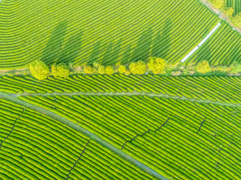 茶园航拍，南昌凤凰沟茶园