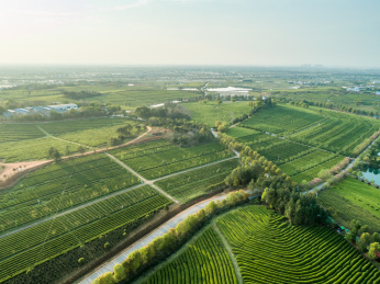 茶园航拍，南昌凤凰沟茶园